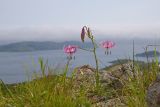 Lilium cernuum