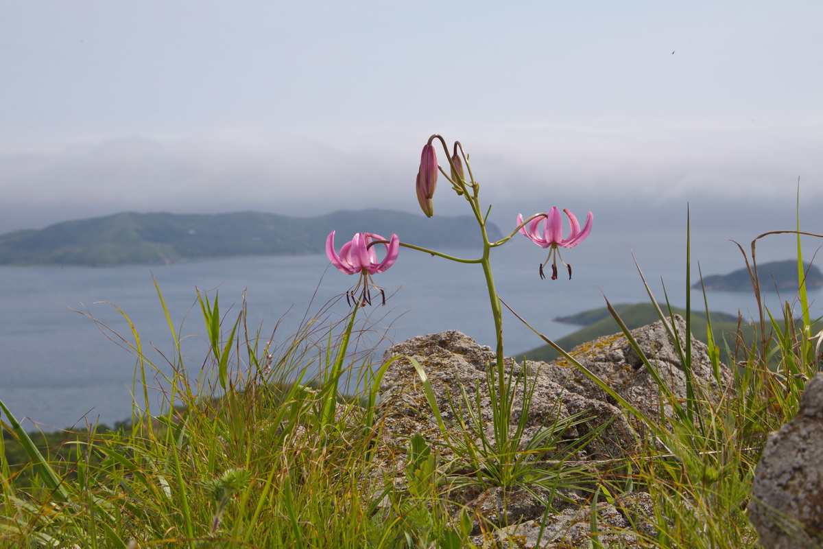 Изображение особи Lilium cernuum.