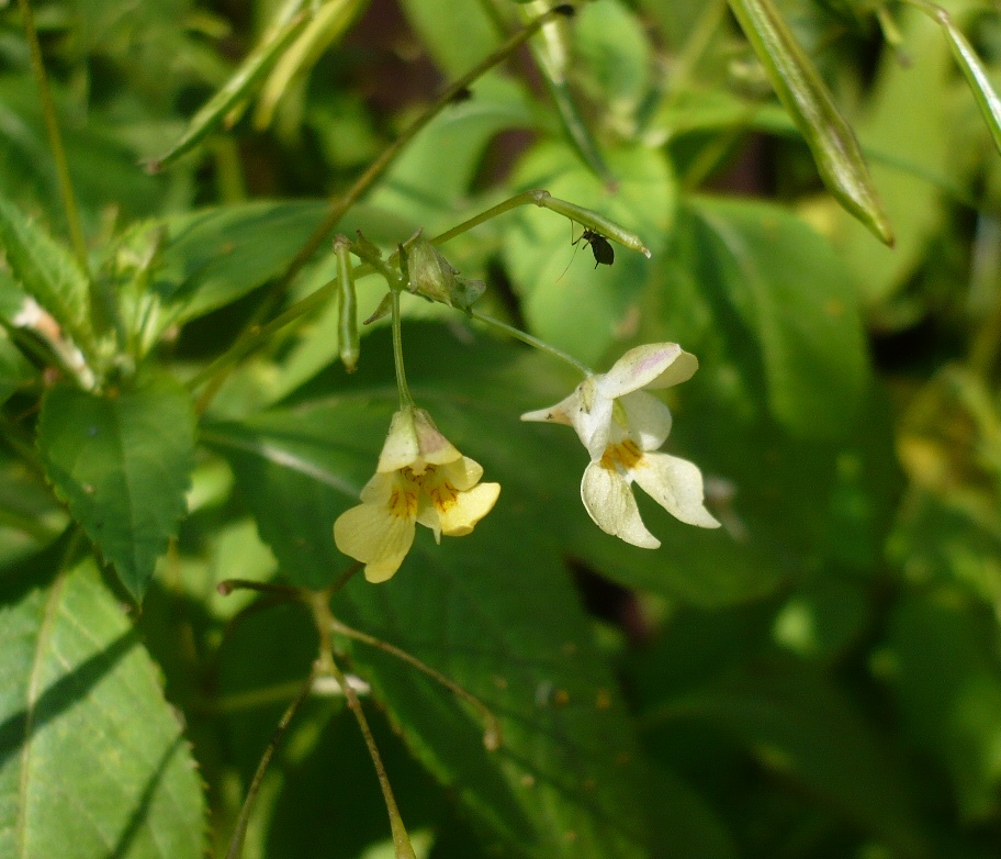 Изображение особи Impatiens parviflora.
