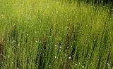 Linum usitatissimum. Цветущие и плодоносящие растения. Германия, г. Дюссельдорф, Ботанический сад университета. 03.07.2014.