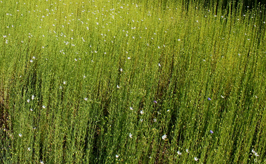 Image of Linum usitatissimum specimen.