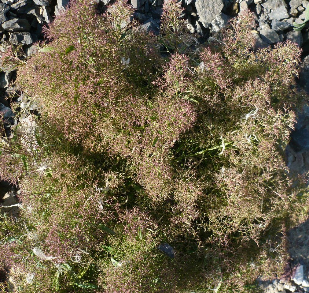 Image of Teloxys aristata specimen.