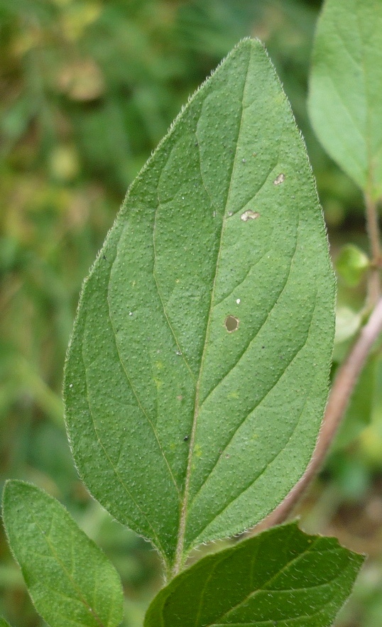 Image of Origanum vulgare specimen.