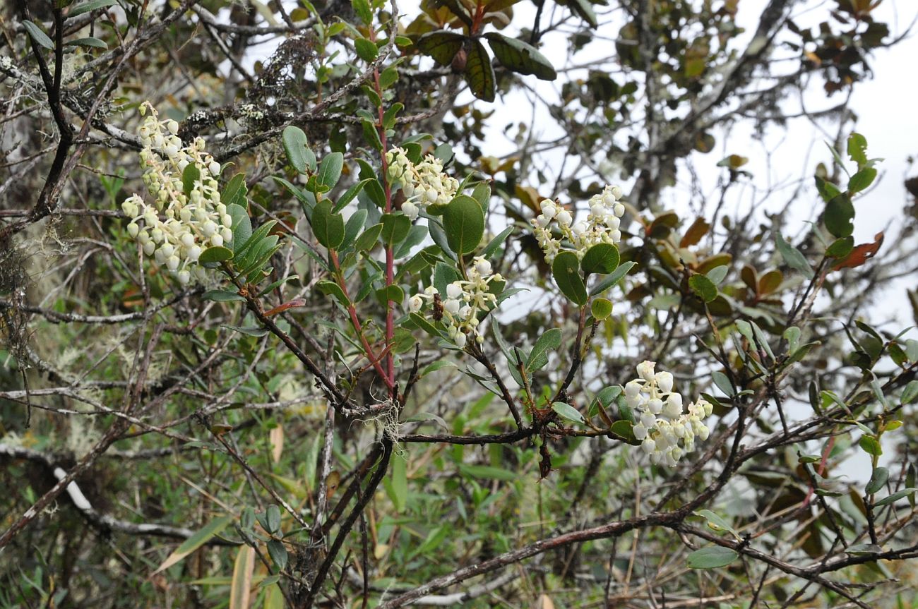 Image of Agarista albiflora specimen.