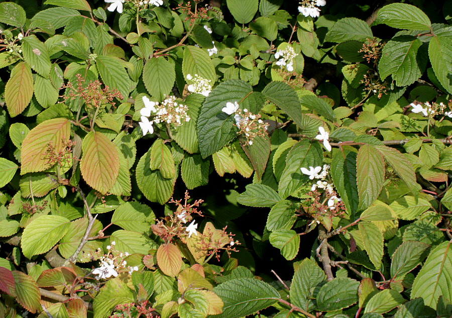 Изображение особи Viburnum plicatum.