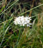 Allium ramosum. Верхушка цветущего растения. Хакасия, степь в районе Салбыкского кургана. Июль 2009 г.