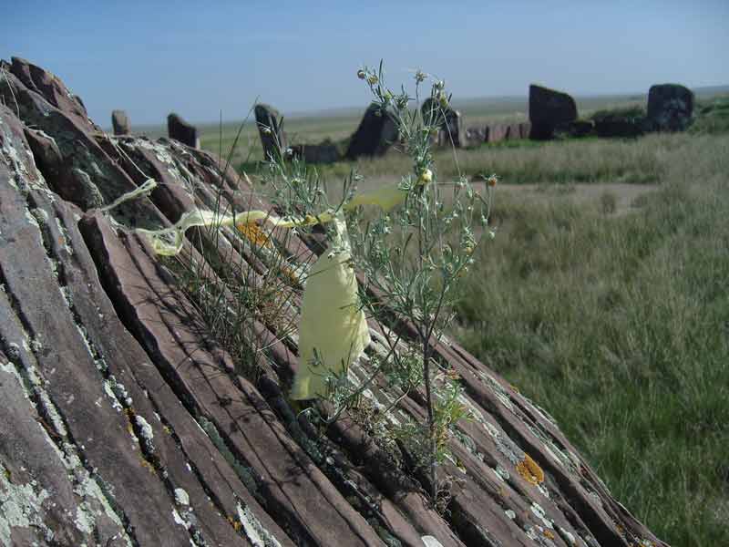 Image of genus Artemisia specimen.