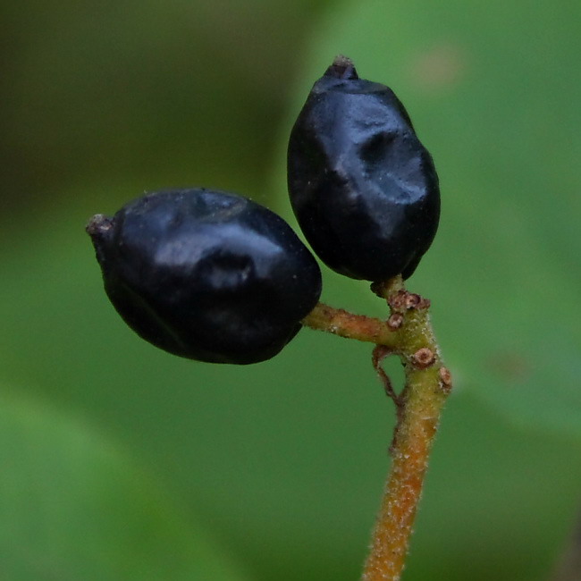 Изображение особи Viburnum lantana.