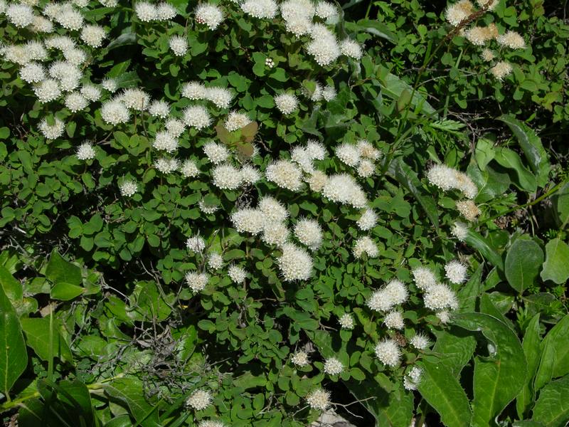 Изображение особи Spiraea beauverdiana.