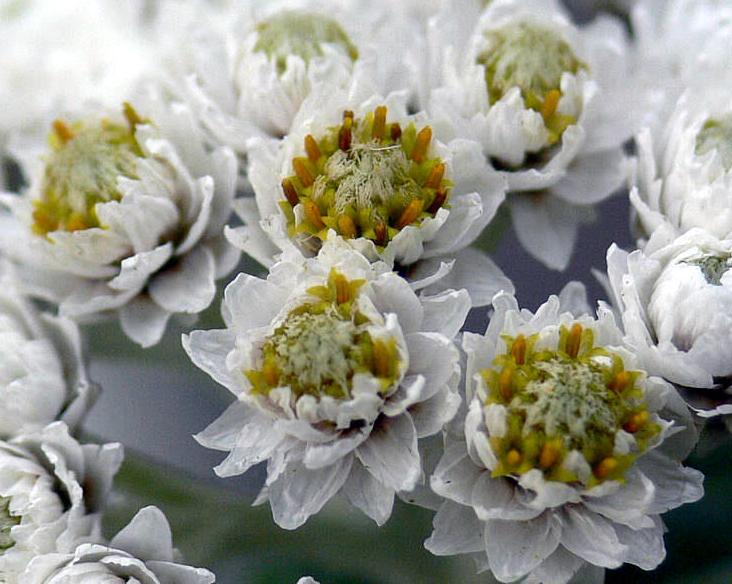 Image of Anaphalis margaritacea specimen.