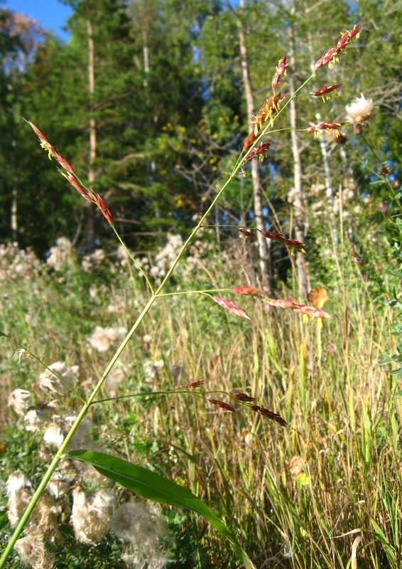 Изображение особи Sorghum &times; drummondii.