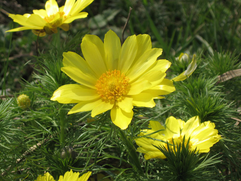 Image of Adonis vernalis specimen.