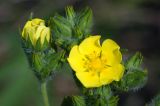 genus Potentilla. Соцветия. Краснодарский край, окр. Новороссийска, обочина дороги в урочище \"Дюрсо\" недалеко от Абрау-Дюрсо. 03.06.2009.