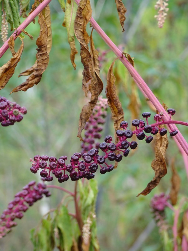 Изображение особи Phytolacca americana.