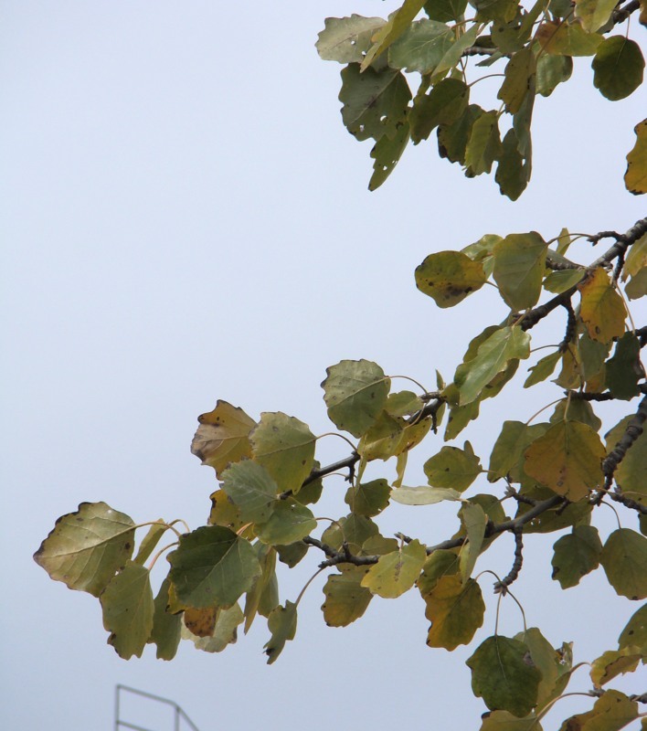 Image of Populus × canescens specimen.