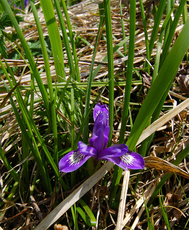 Изображение особи Iris ruthenica.