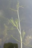 Myriophyllum sibiricum