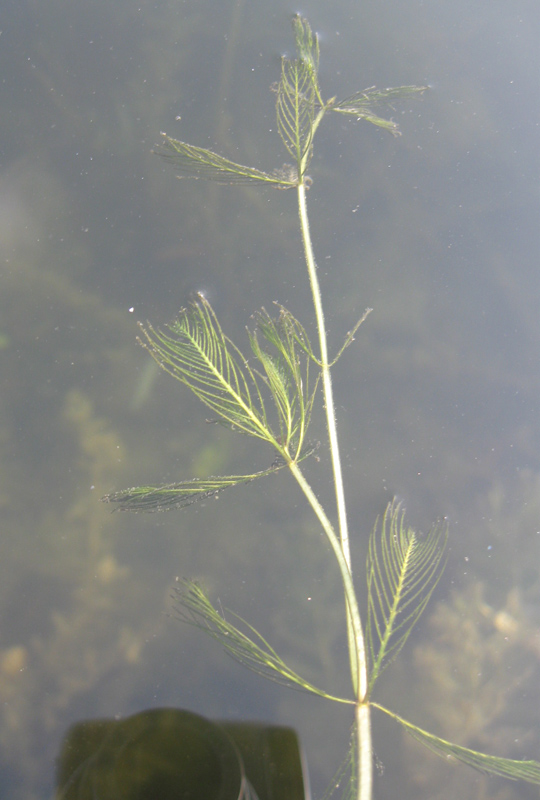 Image of Myriophyllum sibiricum specimen.