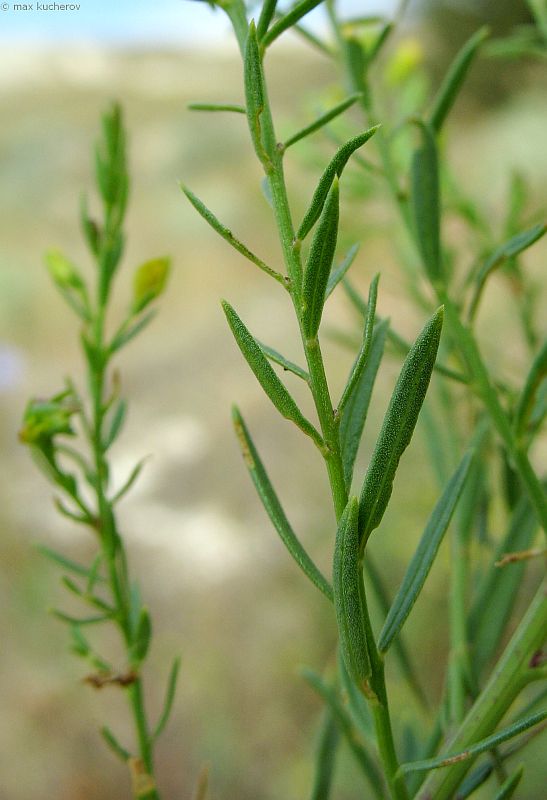 Image of Genista tanaitica specimen.