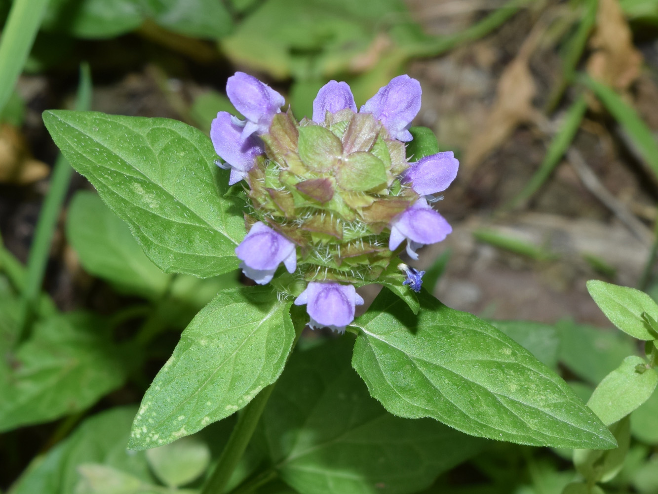 Изображение особи Prunella vulgaris.