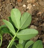 Arachis hypogaea