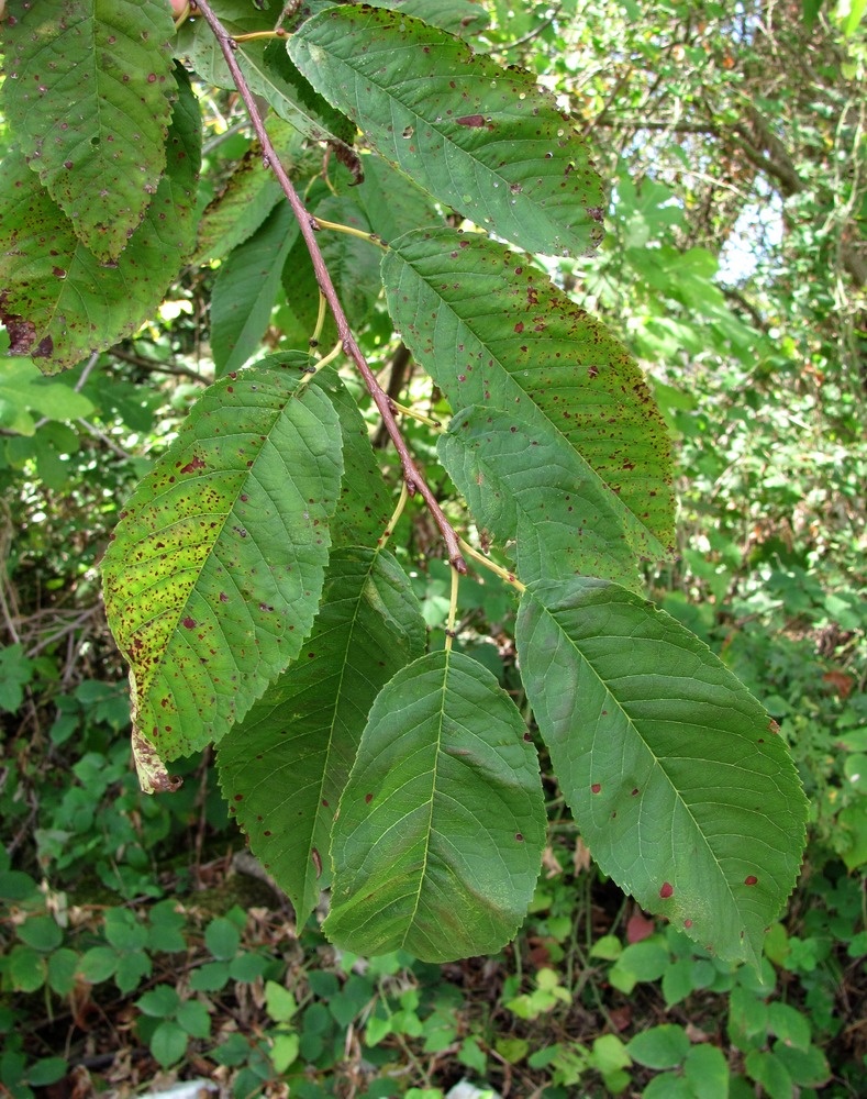 Image of Cerasus avium specimen.