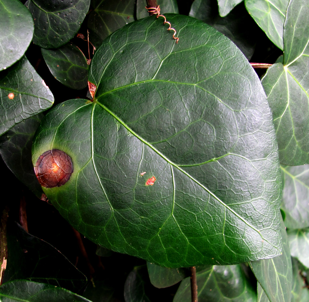 Изображение особи Hedera colchica.