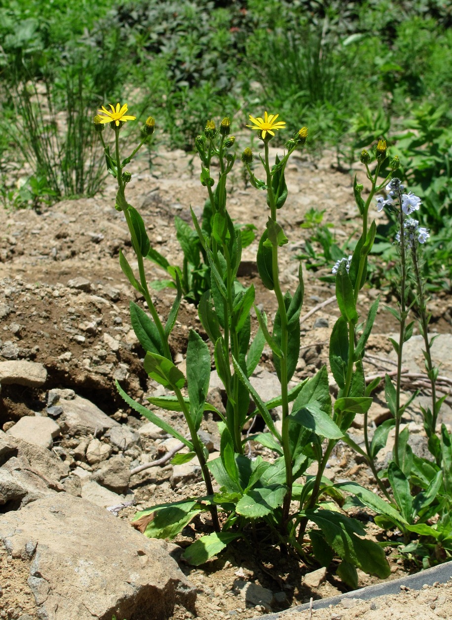 Image of Senecio kolenatianus specimen.