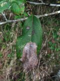Malus sylvestris