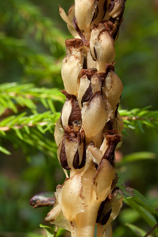 Image of Hypopitys monotropa specimen.