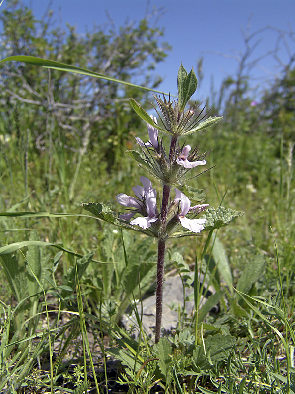 Image of Phlomoides boraldaica specimen.