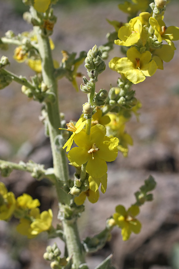 Изображение особи Verbascum songaricum.