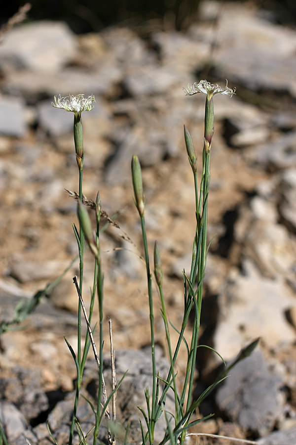 Изображение особи Dianthus angrenicus.