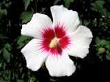 Hibiscus syriacus. Цветок. Крым, Симферопольский р-н, пгт Николаевка, в культуре. 21.08.2008.