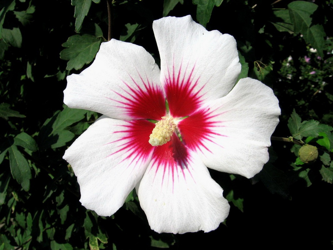 Изображение особи Hibiscus syriacus.