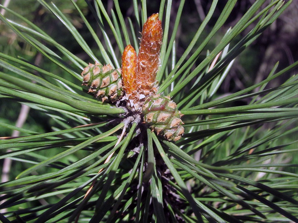 Изображение особи Pinus &times; neilreichiana.