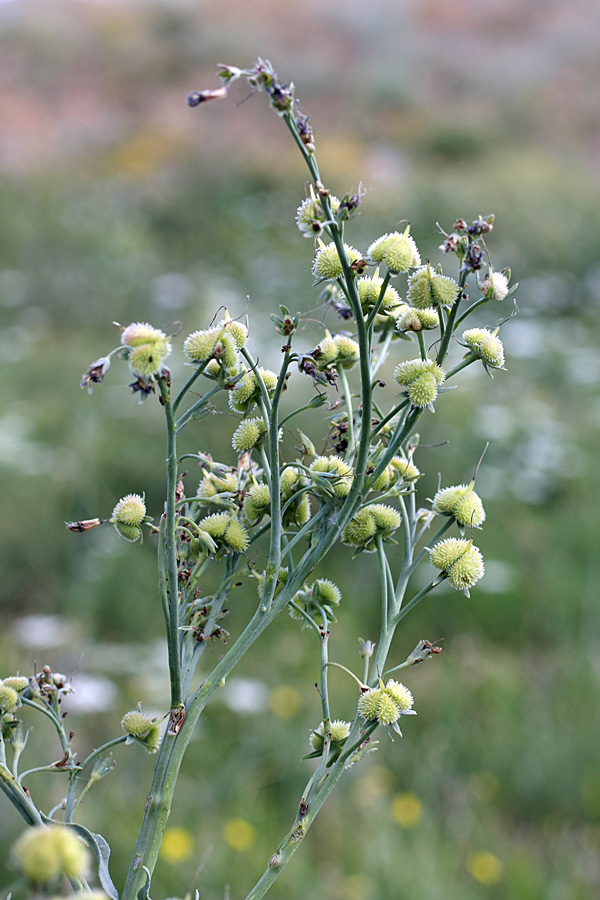 Изображение особи Trachelanthus korolkowii.