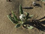 Heliotropium erosum