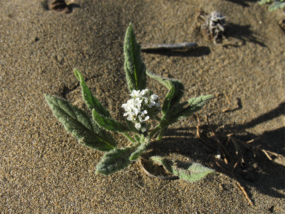 Image of Heliotropium erosum specimen.