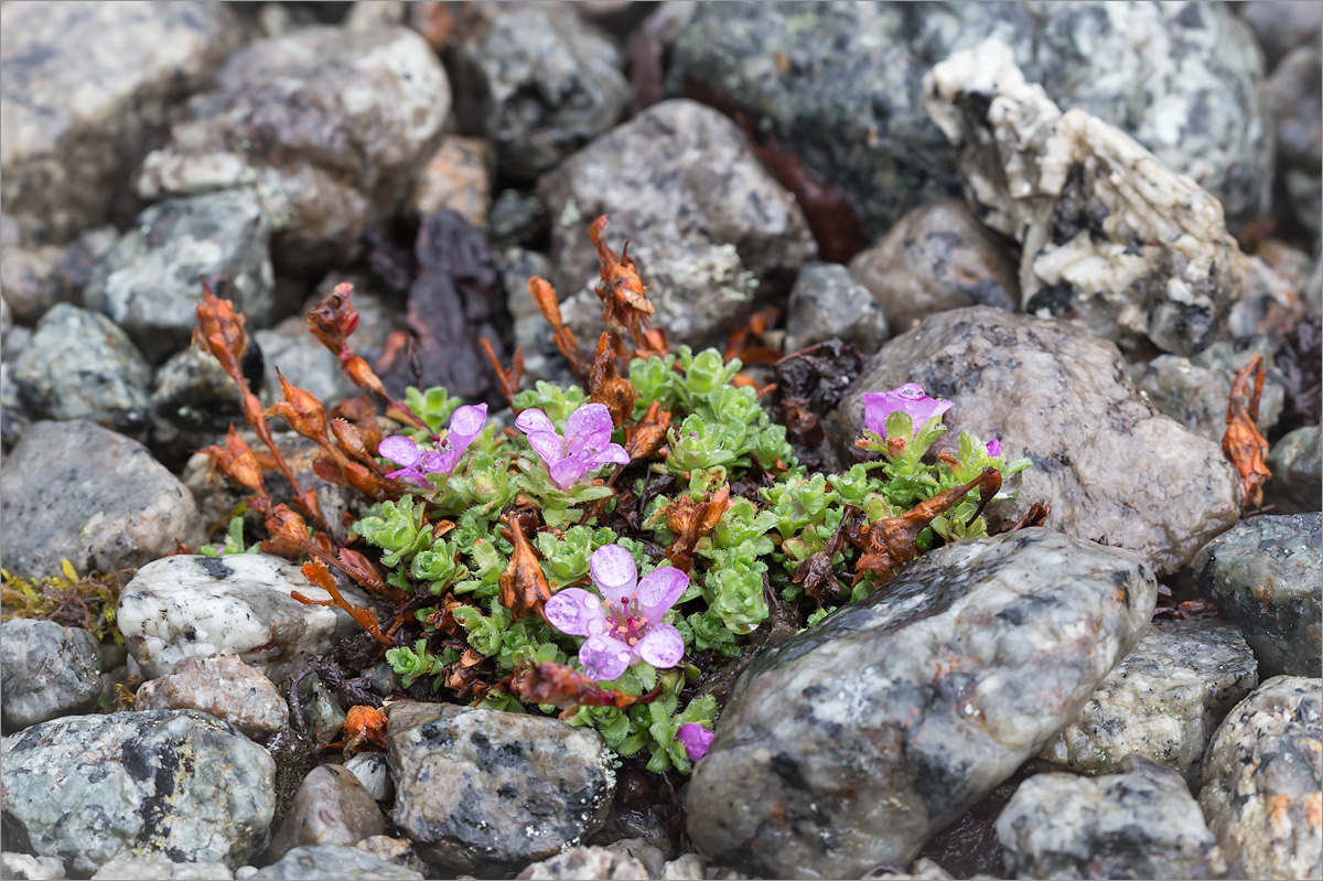 Изображение особи Saxifraga oppositifolia.