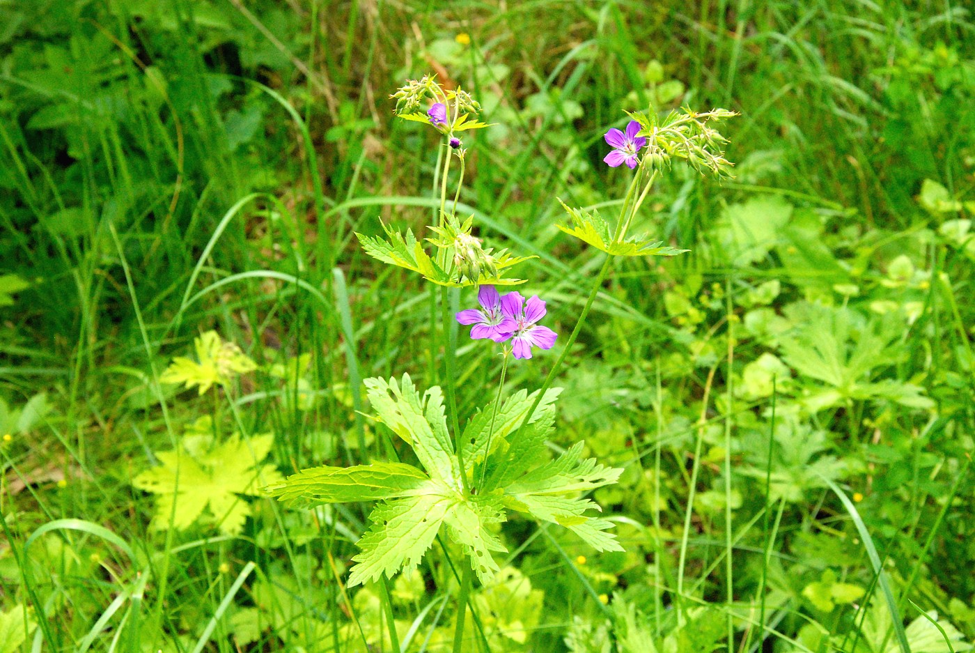 Изображение особи Geranium sylvaticum.