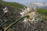 Allium schistosum. Верхушка побега с соцветием. Адыгея, Кавказский биосферный заповедник, гора Гузерипль, осыпной склон из ожелезнённого слабокарбонатного песчаника с обломками сидерита, ≈ 2150 м н.у.м. 26.07.2015.