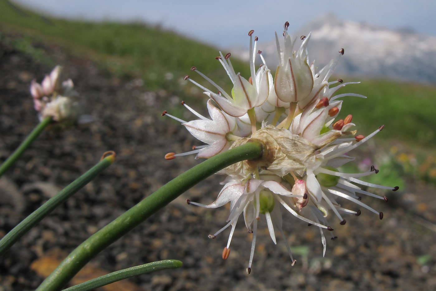 Изображение особи Allium schistosum.