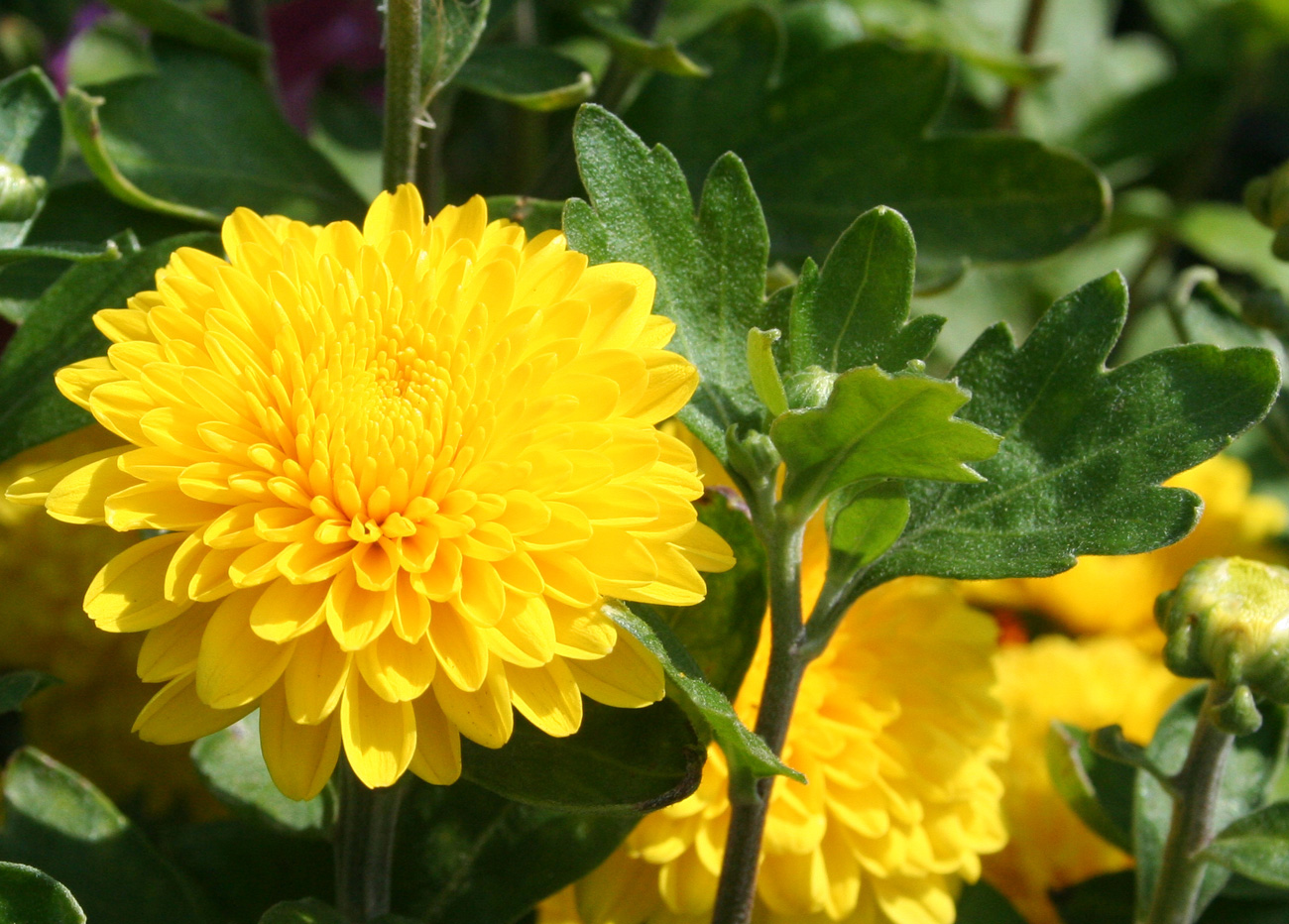 Изображение особи Chrysanthemum indicum.