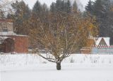 Betula pendula var. carelica