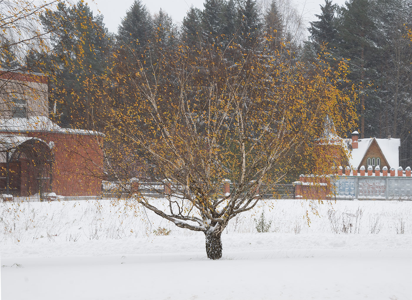 Image of Betula pendula var. carelica specimen.