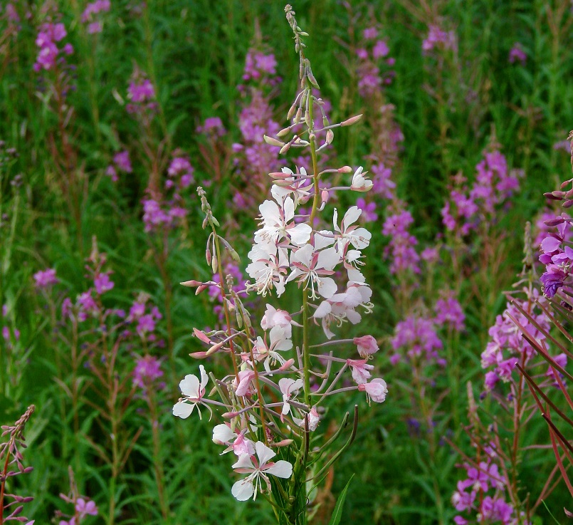 Изображение особи Chamaenerion angustifolium.