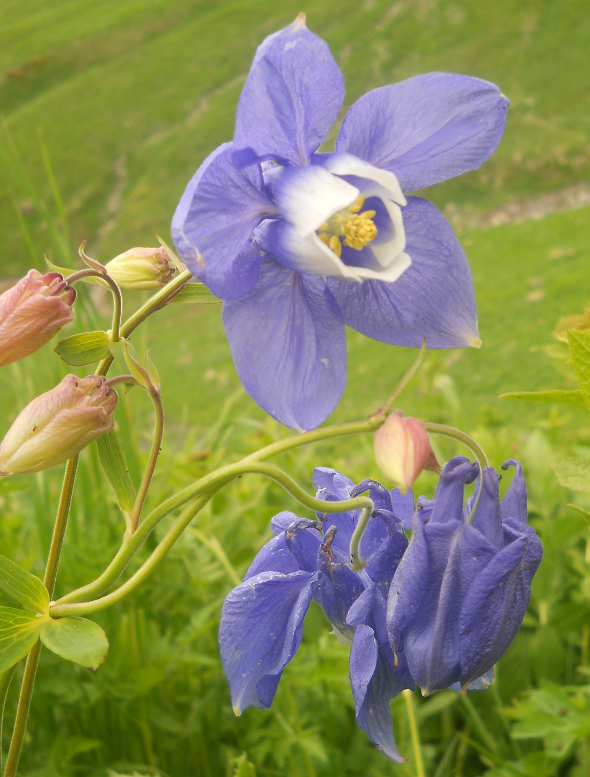 Изображение особи Aquilegia olympica.