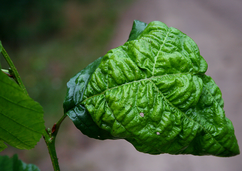 Image of Alnus glutinosa specimen.