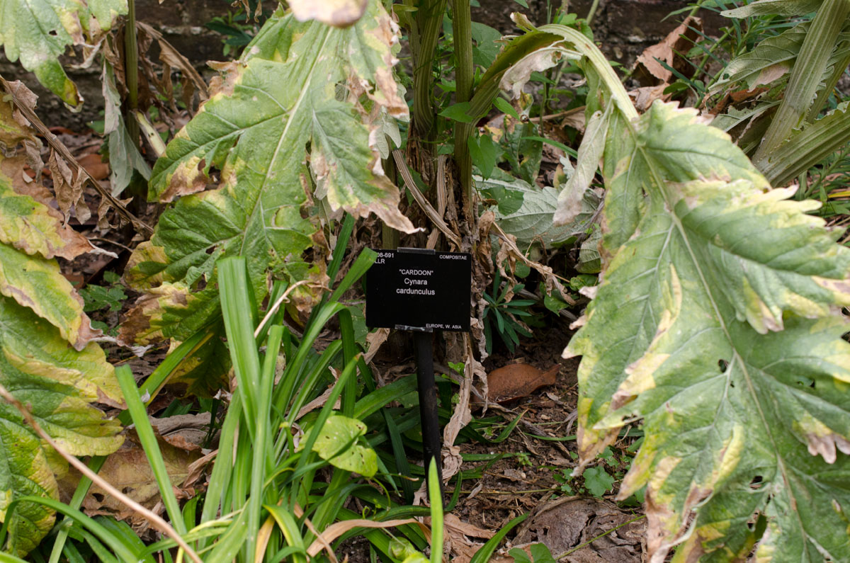 Image of Cynara cardunculus specimen.